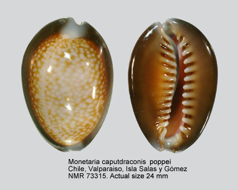 Monetaria caputdraconis poppei (2).jpg - Monetaria caputdraconis poppei Martin,1989